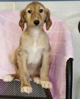 Afghan Hound Puppies for sale in Fresno, CA, USA. price: NA
