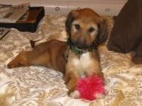 Afghan Hound Puppies for sale in Indianapolis, IN, USA. price: NA