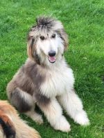 Afghan Hound Puppies for sale in East Los Angeles, CA, USA. price: NA