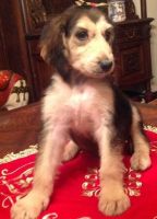 Afghan Hound Puppies for sale in Seattle, WA 98103, USA. price: NA
