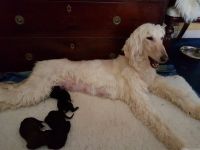 Afghan Hound Puppies for sale in Putnam Valley, NY 10579, USA. price: NA