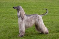 Afghan Hound Puppies for sale in Birmingham, AL, USA. price: NA