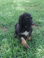 Afghan Hound Puppies for sale in Boston, MA, USA. price: NA