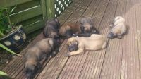 Afghan Hound Puppies for sale in Indianapolis Blvd, Hammond, IN, USA. price: NA