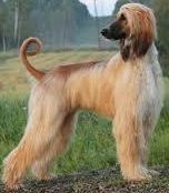 Afghan Hound Puppies for sale in Los Angeles, CA, USA. price: NA