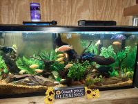 Afra Cichlid Fishes for sale in Fairfield, VA 24435, USA. price: NA