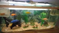 Afra Cichlid Fishes for sale in Stockton, CA, USA. price: NA
