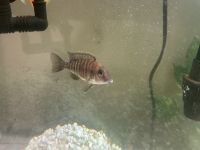 Afra Cichlid Fishes for sale in Wildomar, CA, USA. price: NA