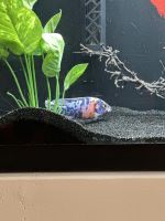 Afra Cichlid Fishes for sale in Athens, GA, USA. price: NA