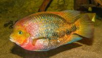Afra Cichlid Fishes for sale in Fort Lauderdale, FL 33324, USA. price: NA