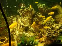 Afra Cichlid Fishes for sale in Oklahoma City, OK, USA. price: $5