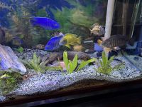 Afra Cichlid Fishes for sale in Houston, Texas. price: NA
