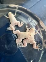 African clawed frog Amphibians for sale in Thornton, CO, USA. price: NA