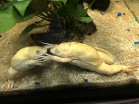 African clawed frog Amphibians Photos