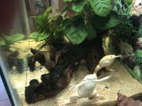 African clawed frog Amphibians Photos