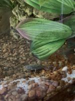 African dwarf frog Amphibians for sale in Durham, NC, USA. price: NA