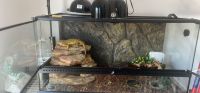 African Fat Tail Gecko Reptiles for sale in Orlando, FL, USA. price: NA
