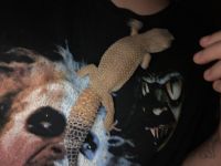 African Fat Tail Gecko Reptiles for sale in Elmira, NY, USA. price: NA