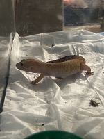 African Fat Tail Gecko Reptiles for sale in Sacramento, California. price: $200