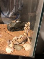 African Fat-Tailed Gecko Reptiles for sale in Lucedale, MS 39452, USA. price: NA