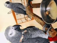 African Grey Birds for sale in ON-401, Lakeshore, ON, Canada. price: $150