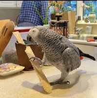 African Grey Birds for sale in ON-401, Lakeshore, ON, Canada. price: $1,000