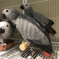 African Grey Birds for sale in ON-407, Vaughan, ON, Canada. price: $1,000