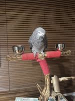 African Grey Birds for sale in Grand Blanc, MI 48439, USA. price: NA