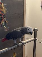 African Grey Birds for sale in Thorntown, IN 46071, USA. price: NA
