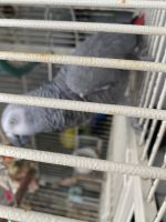 African Grey Birds for sale in Cave Creek, AZ 85331, USA. price: NA