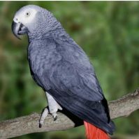 African Grey Birds for sale in Dallas, GA, USA. price: NA