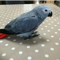 African Grey Birds for sale in Ohio Glen Apartments, Plano, TX 75093, USA. price: NA