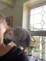 African Grey Birds for sale in United Kingdom Dr, Austin, TX 78748, USA. price: NA