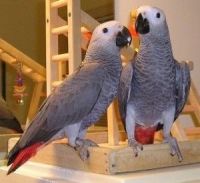 African Grey Birds for sale in Dallas, TX, USA. price: NA