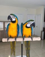 African Grey Birds for sale in Carolina Beach, NC 28428, USA. price: NA