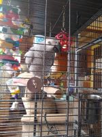 African Grey Birds for sale in Silver Bay, MN 55614, USA. price: NA