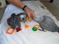 African Grey Birds for sale in Johnson City, TN, USA. price: NA