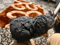 African Grey Birds for sale in Hobbs, TX 79546, USA. price: NA