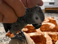 African Grey Birds for sale in Upchurch Farms, Cary, NC 27519, USA. price: NA