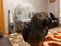 African Grey Birds for sale in Chattanooga, TN, USA. price: NA