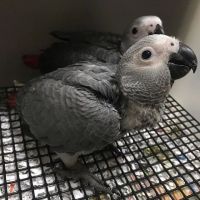 African Grey Birds for sale in Atlanta, GA, USA. price: NA