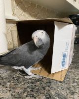 African Grey Birds for sale in Atlanta, GA, USA. price: NA