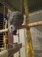 African Grey Birds for sale in Buffalo, WV, USA. price: NA