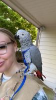 African Grey Birds for sale in Fremont, CA, USA. price: NA
