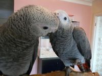 African Grey Birds for sale in Cornelia St, New York, NY 10014, USA. price: NA