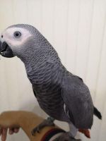 African Grey Birds for sale in Chicago, IL, USA. price: $1,000