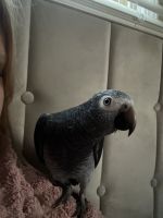 African Grey Birds for sale in Otsego, MN, USA. price: $3,700