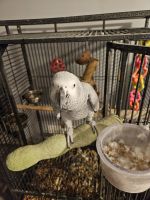 African Grey Birds for sale in Webster, NY 14580, USA. price: $1,000
