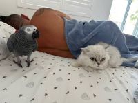 African Grey Birds for sale in Chatsworth, California. price: $2,000