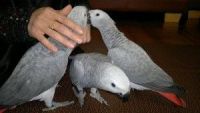 African Grey Birds for sale in Fairbanks, Indiana. price: NA